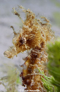 Tiny Baby Seahorse in the weeds. Just like kids, they get... by Suzan Meldonian 